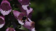 Bumblebee In Foxglove Blooms