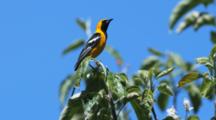 Oriole Perched Top Of Plant, Flies Away
