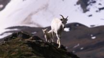 Dall Sheep Walks Over Rocks With Lamb