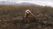 Grizzly Bear Sleeps On Tundra