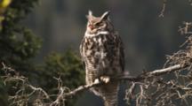Great Horned Owl Perched On Tree Branch