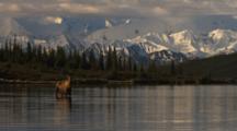 Moose Feeds In Wonder Lake, Denali