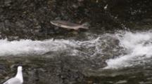 Salmon Jump In Alaska River