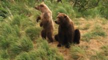 Grizzly Bear Mother And Cub In Wind