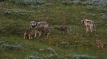 Wolves With Boisterous Pups, One Walks Away And Lies Down