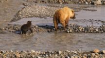 Grizzly Bear And Cub Feed On Salmon In Rocky Stream
