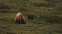Grizzly Bear And Cubs Feed On Tundra