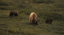 Grizzly Bear And Cubs Feed On Tundra
