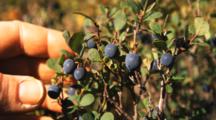 Person Picks Blueberries