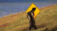 Grizzly Bear Cub Plays With Road Sign, Runs Away