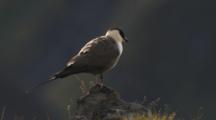 Long-Tailed Jaeger Or Skua Perched On Rock Preening