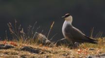 Long-Tailed Jaeger Or Skua 