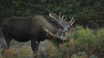 Bull Moose Sheds Antlers, Rubs Them On Branch
