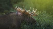 Bull Moose Grazes, Sheds Antlers