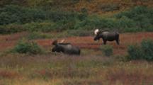 Bull Moose Runs Away After Fight