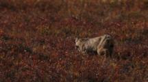 Lynx Walks Across Tundra, Lies Down