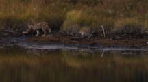 Lynx Walks Along Shoreline Of Kettle Pond