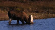 Bull Moose Feeds In Pond