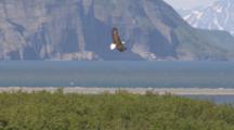 Bald Eagle Flies In Slow Motion, Mountains Behind