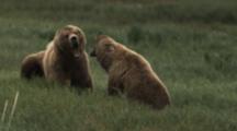 Grizzly Bears Fight