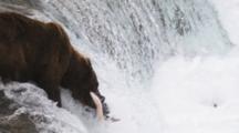 Grizzly Bear Catches Jumping Salmon In River