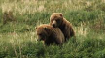 Grizzly Bears Mate In Grass