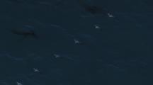 Line Of Pelicans Fly Over Kelp