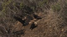 Turkey Vultures Land At Carcass