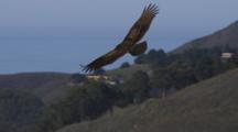 Turkey Vulture Flies Above Coastal Hills