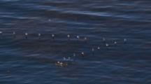 Pelicans Flying In Formation Over Ocean
