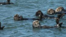 Group Of Sea Otters Swimming On Their Backs
