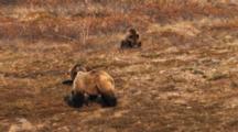 Female Grizzly Bear And Two Yearling Cubs Feed On Berries In The Fall Tundra.