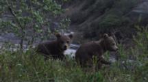 A Female Grizzly Bear And Her Two Spring Cubs Feed Along The River.