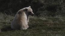 A Furry Blonde Grizzly Bear (Ursus Arctos) Scratches