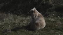 A Furry Blonde Grizzly Bear (Ursus Arctos) Looks Around The Tundra While Seated. Walks From Frame.