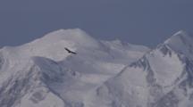 A Golden Eagle Flies Past Denali (Formerly Mount Mckinley) And It's Snow Covered Slopes; Into Clear Blue Skies.