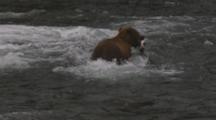 A Brown Bear (Or Grizzly) Catches A Salmon, Then Fights Another Bear For Possesion, Losing The Fish. Brooks Falls, Alaska.