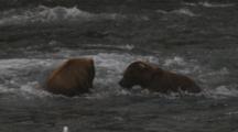 A Brown Bear (Or Grizzly) Catches A Salmon, Then Fights Another Bear For Possesion, Losing The Fish. Brooks Falls, Alaska.