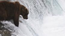 A Brown Bear (Or Grizzly) Catches A Salmon, Then Exits The Stream With It's Fish. Brooks Falls, Alaska.