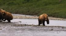 A Brown Bear (Or Grizzly) Runs Through The River Chasing Down A Salmon; Speed And Agility Help The Bear To Capture A Meal.