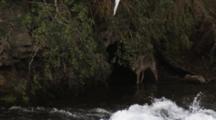 A Gray Wolf, Walks By Brooks Falls, Passing Brown Bears, A Waterfall And Gulls While It Seeks Salmon For A Meal.