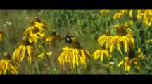 A Large Queen Carpenter Bee On Coneflower Collecting Pollen And Nectar.