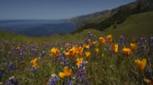 California Poppies And Lupine Flowers Wave In The Breeze Above The Blue Pacific Ocean.