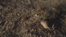 A Kangaroo Rat Moves About On The Dry Desert Floor.