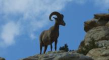 Looking Up At Male Desert Bighorn Sheep Standing Against The Blue Sky