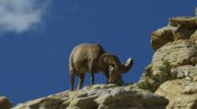 Looking Up At Male Desert Bighorn Sheep Standing Against The Blue Sky, Then It Lies Down