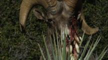 A Desert Big Horn Sheep Feeds On Some Banana Yucca Blossems, While Avoiding The Spiked Thorns Of The Plant.