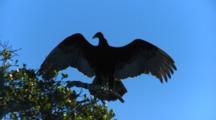 California Condor Roosts In Tree, Wings Spread