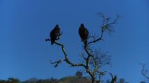 Pair Of California Condors Roost In Tree