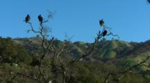 California Condors Roost In Trees
